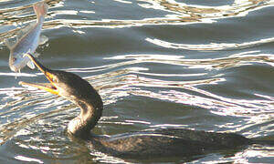 Double-crested Cormorant