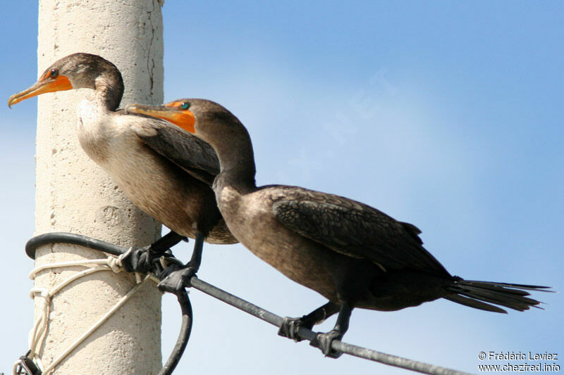 Cormoran à aigrettes