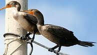 Cormoran à aigrettes