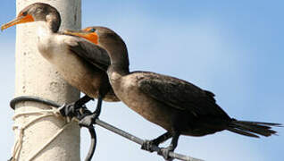 Double-crested Cormorant