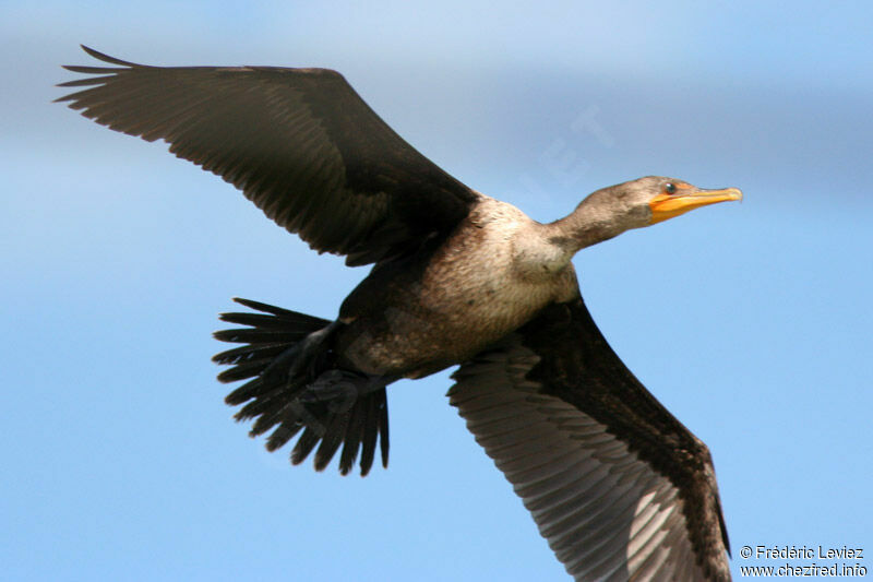 Cormoran à aigrettes