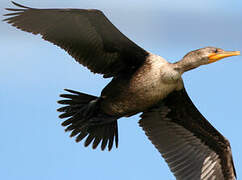 Double-crested Cormorant