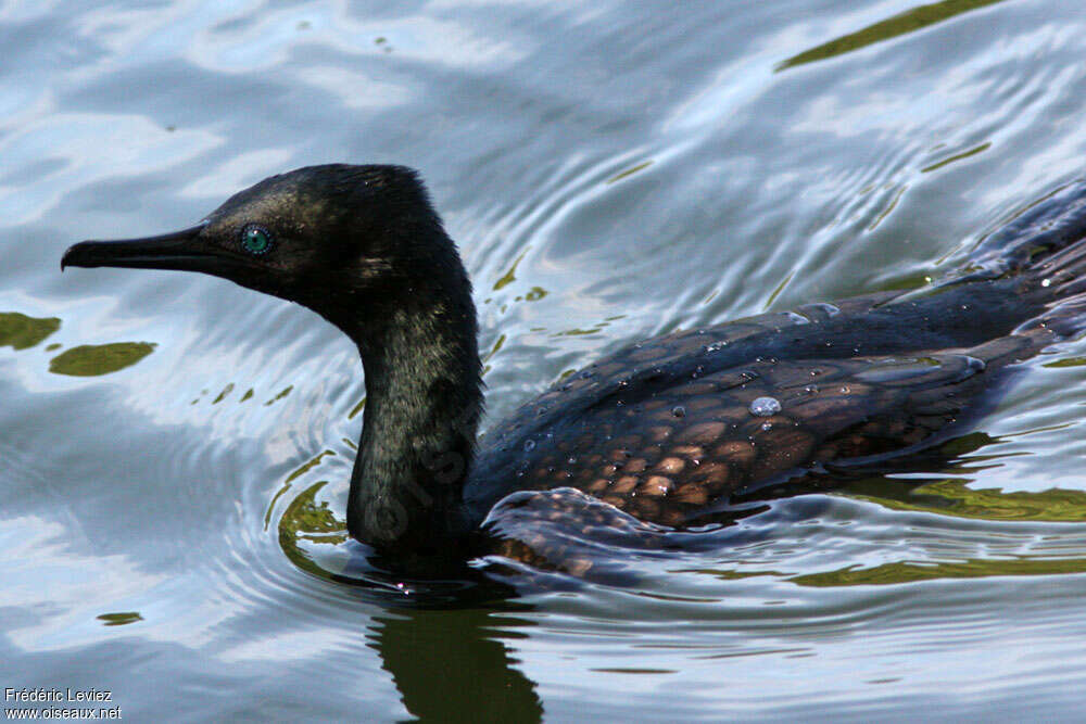 Cormoran à cou brunadulte, pigmentation, nage