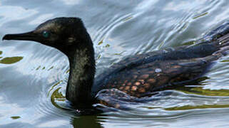 Indian Cormorant