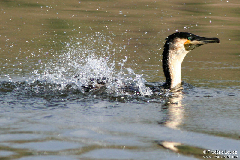 Cormoran à poitrine blancheadulte