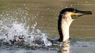 White-breasted Cormorant