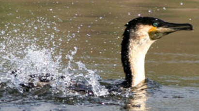 Cormoran à poitrine blanche