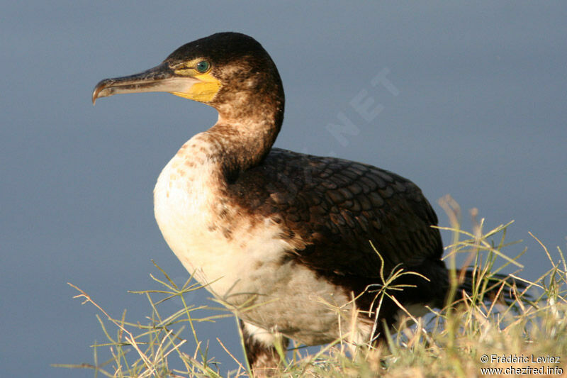 Cormoran à poitrine blancheadulte