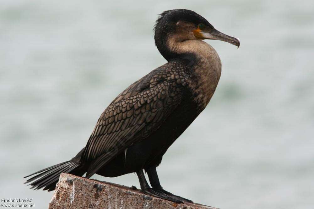 Cormoran à poitrine blanchejuvénile, identification