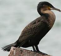 White-breasted Cormorant