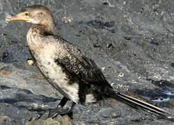 Reed Cormorant