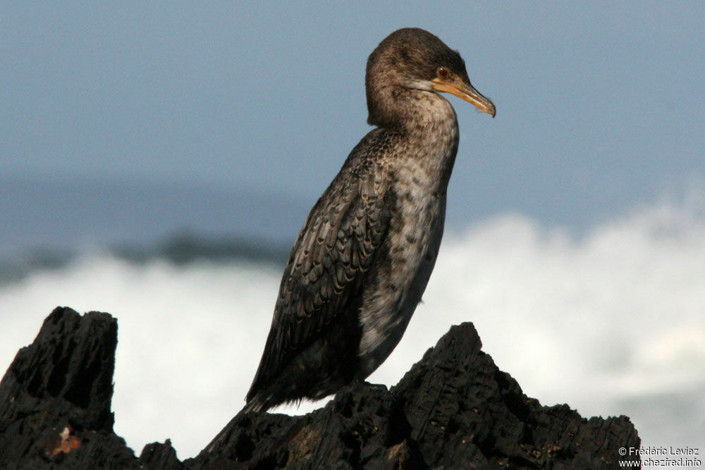 Cormoran africainimmature, identification