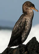 Reed Cormorant