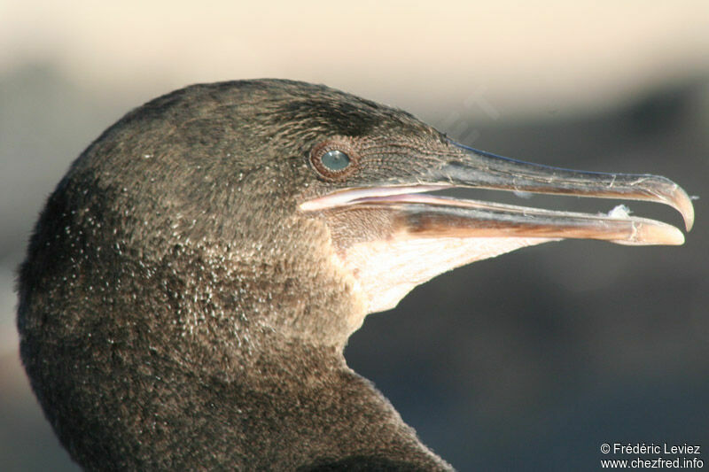 Flightless Cormorantadult