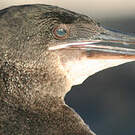 Cormoran aptère