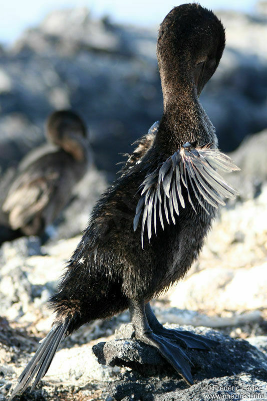 Cormoran aptèreadulte