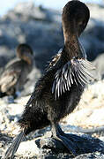 Flightless Cormorant