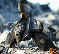 Flightless Cormorant