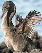 Flightless Cormorant