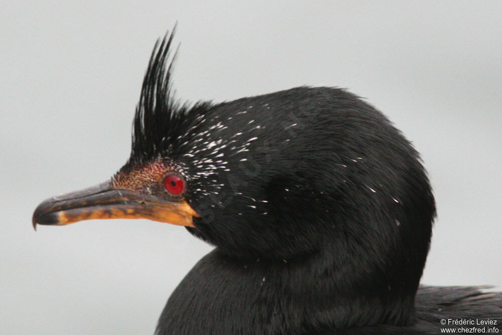 Crowned Cormorantadult breeding, identification