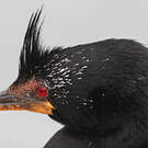 Cormoran couronné