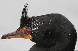 Crowned Cormorant