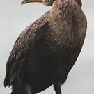 Cormoran couronné