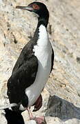 Cormoran de Bougainville