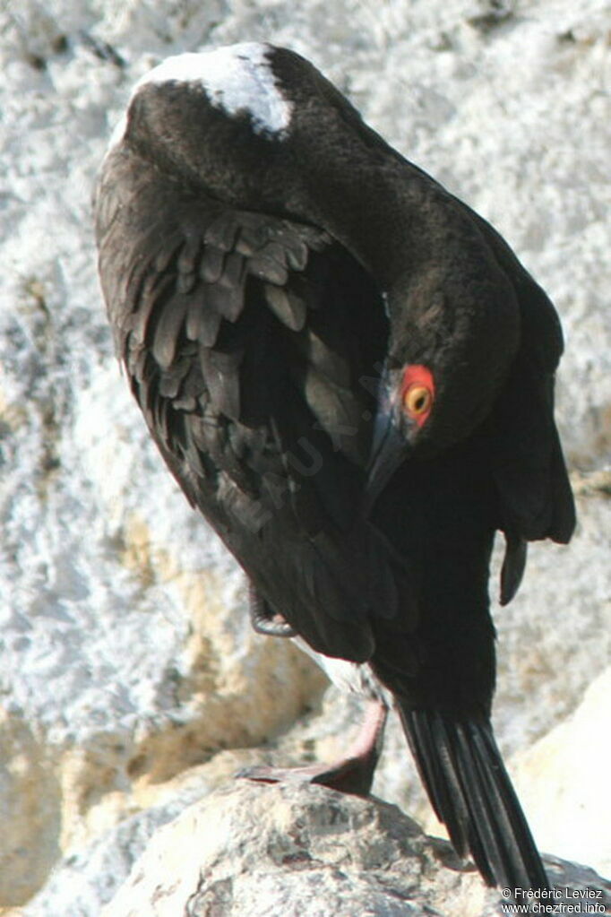 Cormoran de Bougainvilleadulte