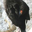 Cormoran de Bougainville