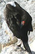 Guanay Cormorant