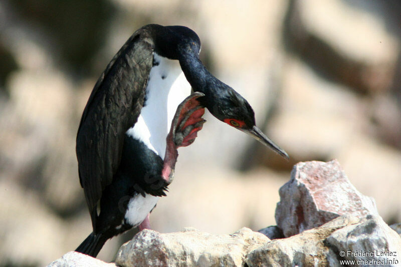 Cormoran de Bougainvilleadulte