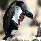 Cormoran de Bougainville