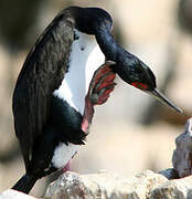 Guanay Cormorant