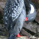 Cormoran de Gaimard