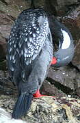 Red-legged Cormorant