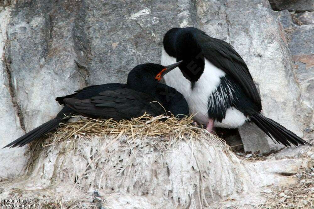 Rock Shagadult, Reproduction-nesting