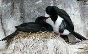 Cormoran de Magellan