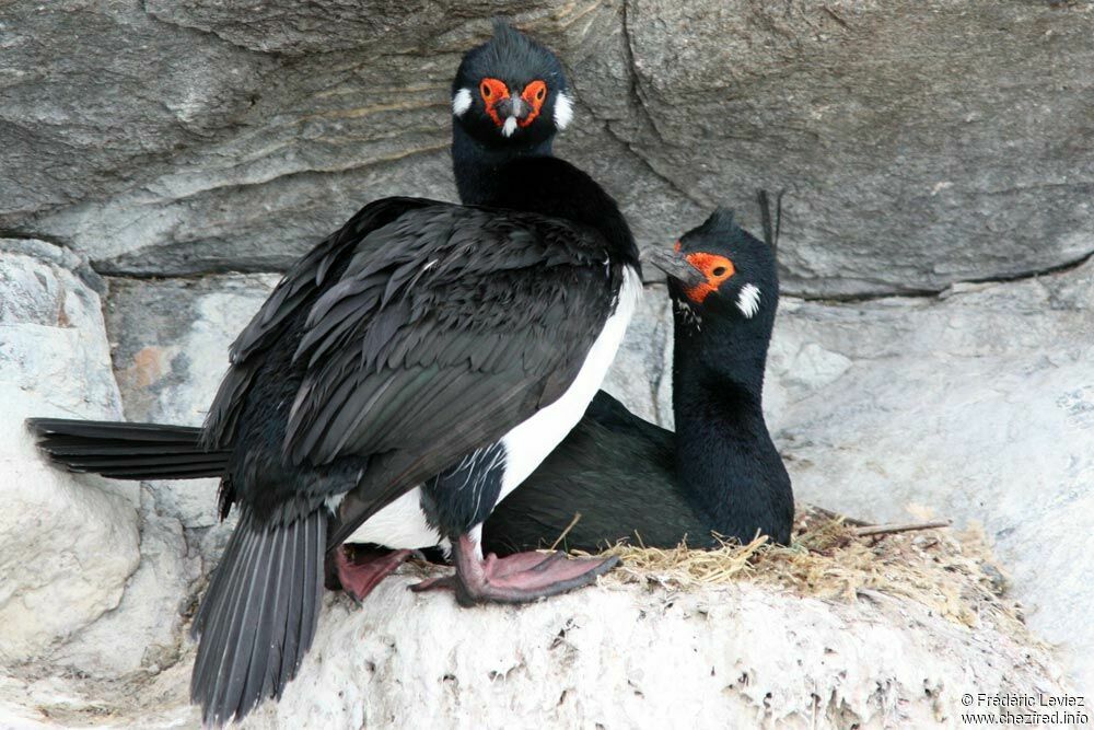 Cormoran de Magellan 