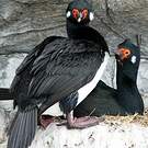 Cormoran de Magellan