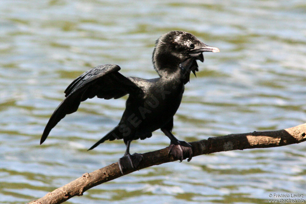 Little Cormorantadult, identification