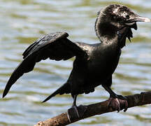 Little Cormorant