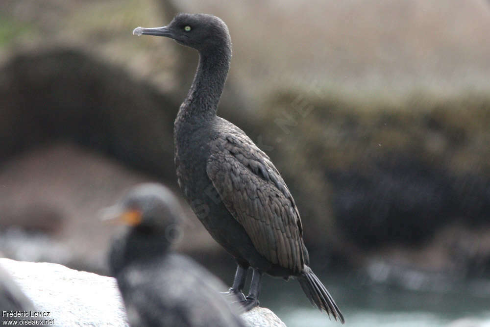 Cormoran des bancsadulte, identification