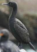 Cormoran des bancs