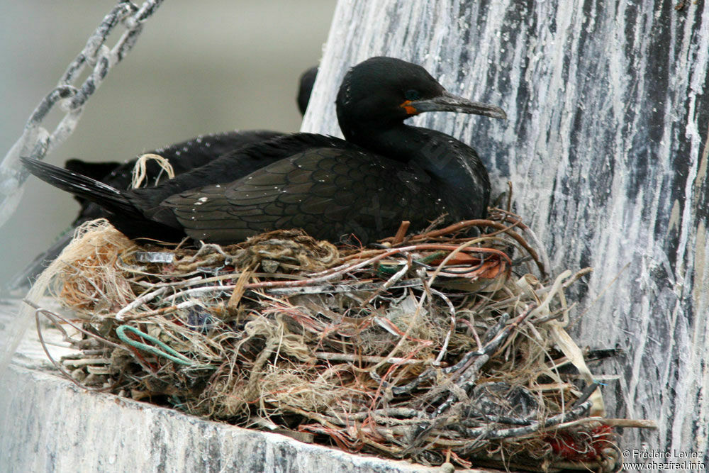 Cormoran du Capadulte, identification, Nidification