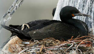 Cape Cormorant