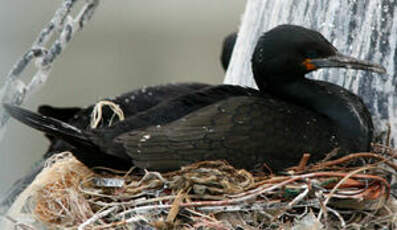 Cormoran du Cap