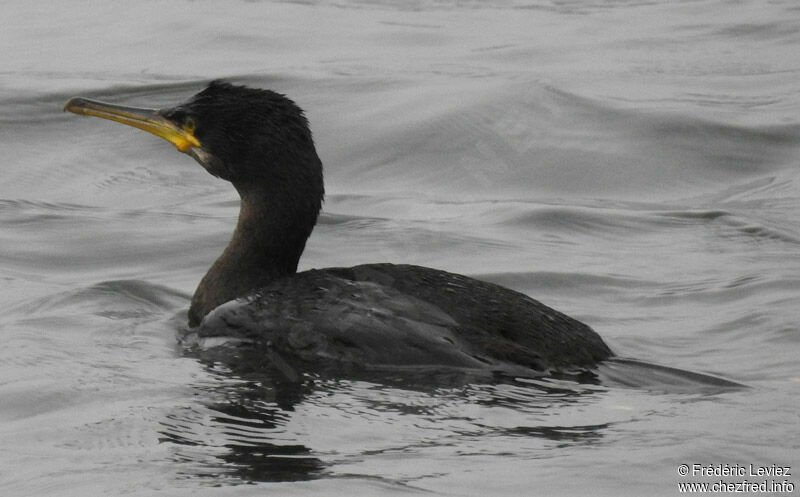 European Shagadult post breeding, identification, close-up portrait, swimming