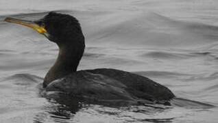 European Shag