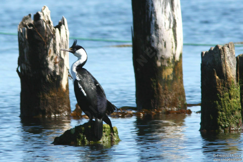 Cormoran impérialadulte nuptial